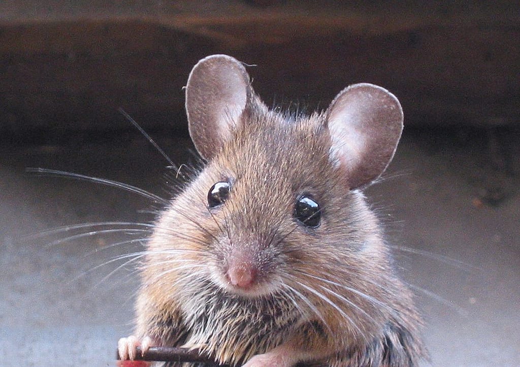 روش های کنترل خسارت موش در باغات